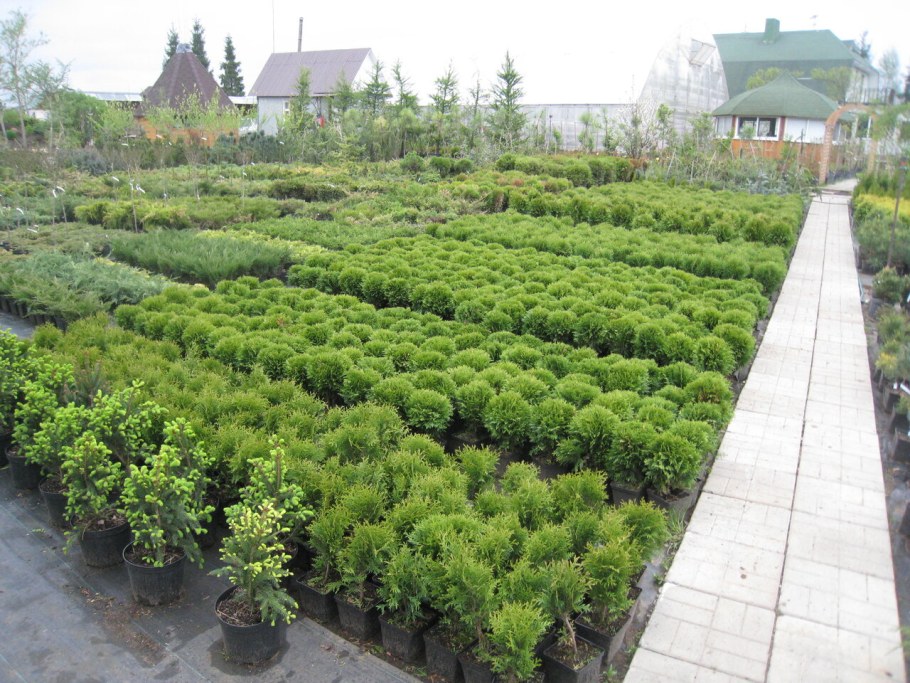 Рождествено питомник растений