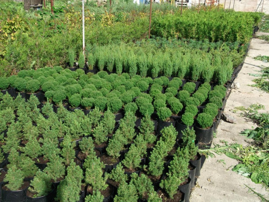 Питомник Сергиев Посад растений