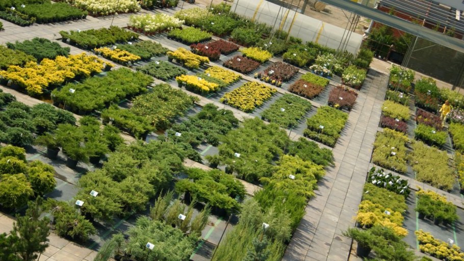 Путиловский сад питомник растений