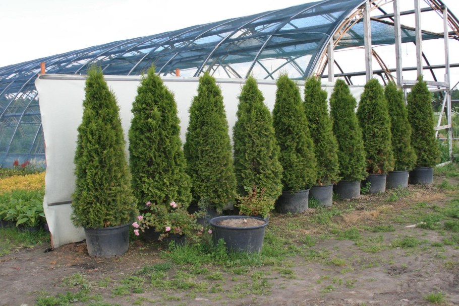 Питомник растений в Островцах Раменский район