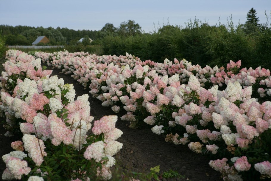 Гортензия метельчатая саженцы