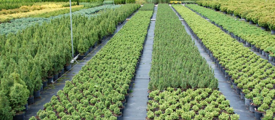 Плантации туи