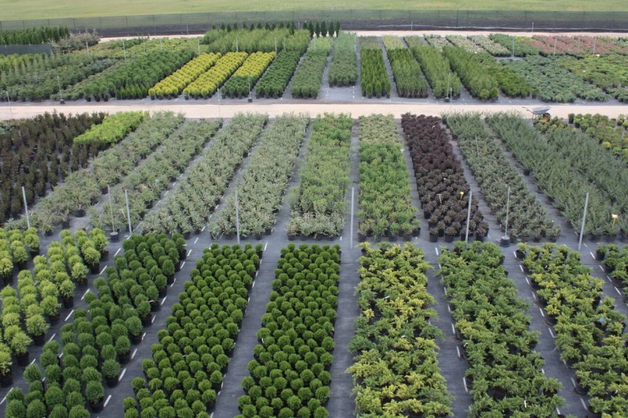 Садовый центр елы-палы Подстепки