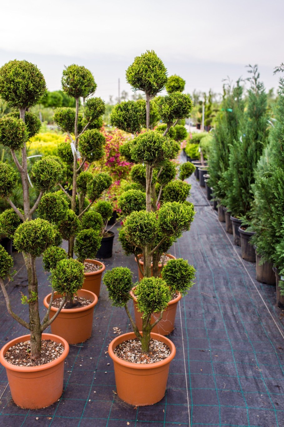 Армавирский питомник хвойных растений