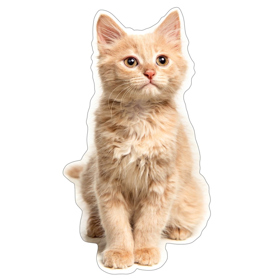 Персиковая кошка на белом фоне
