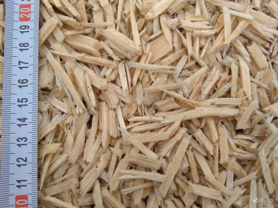 Щепа игольчатая