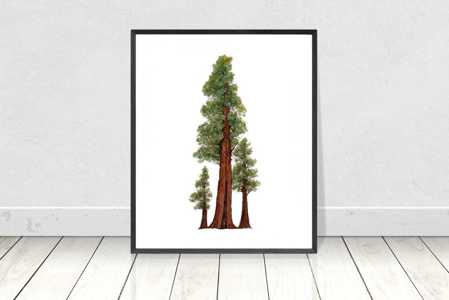 Акварель Секвойя