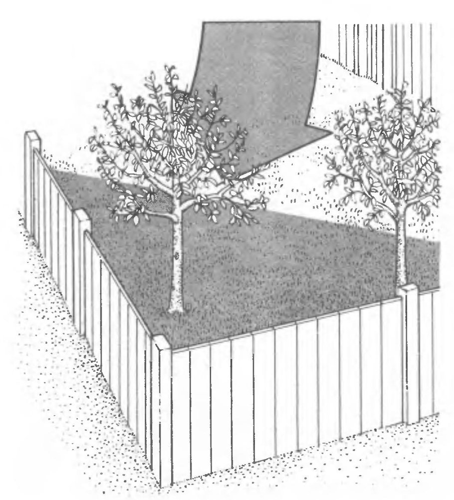 Размещение деревьев и кустарников в саду