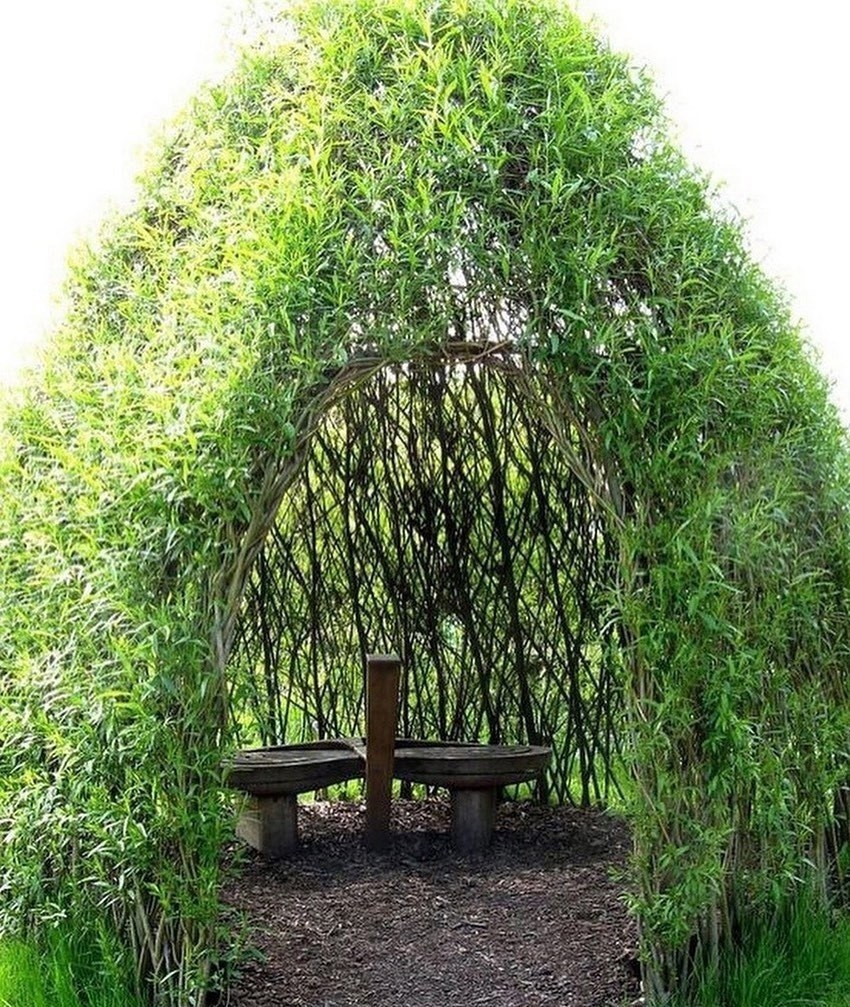 Ива плакучая в ландшафтном