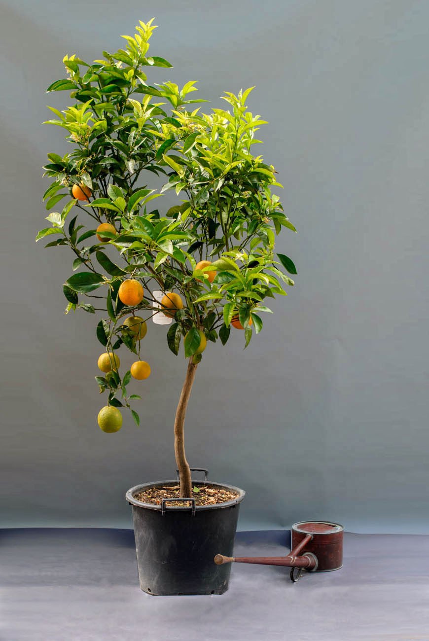 Апельсиновое дерево Шернин