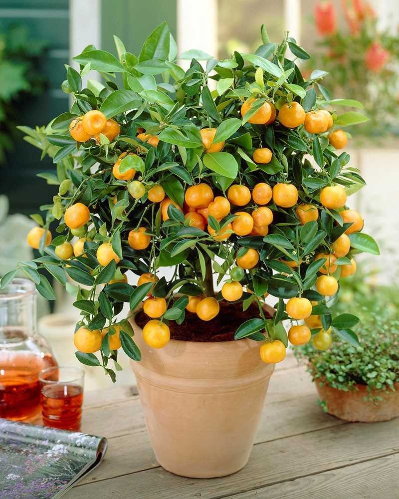 Цитрофортунелла бонсай