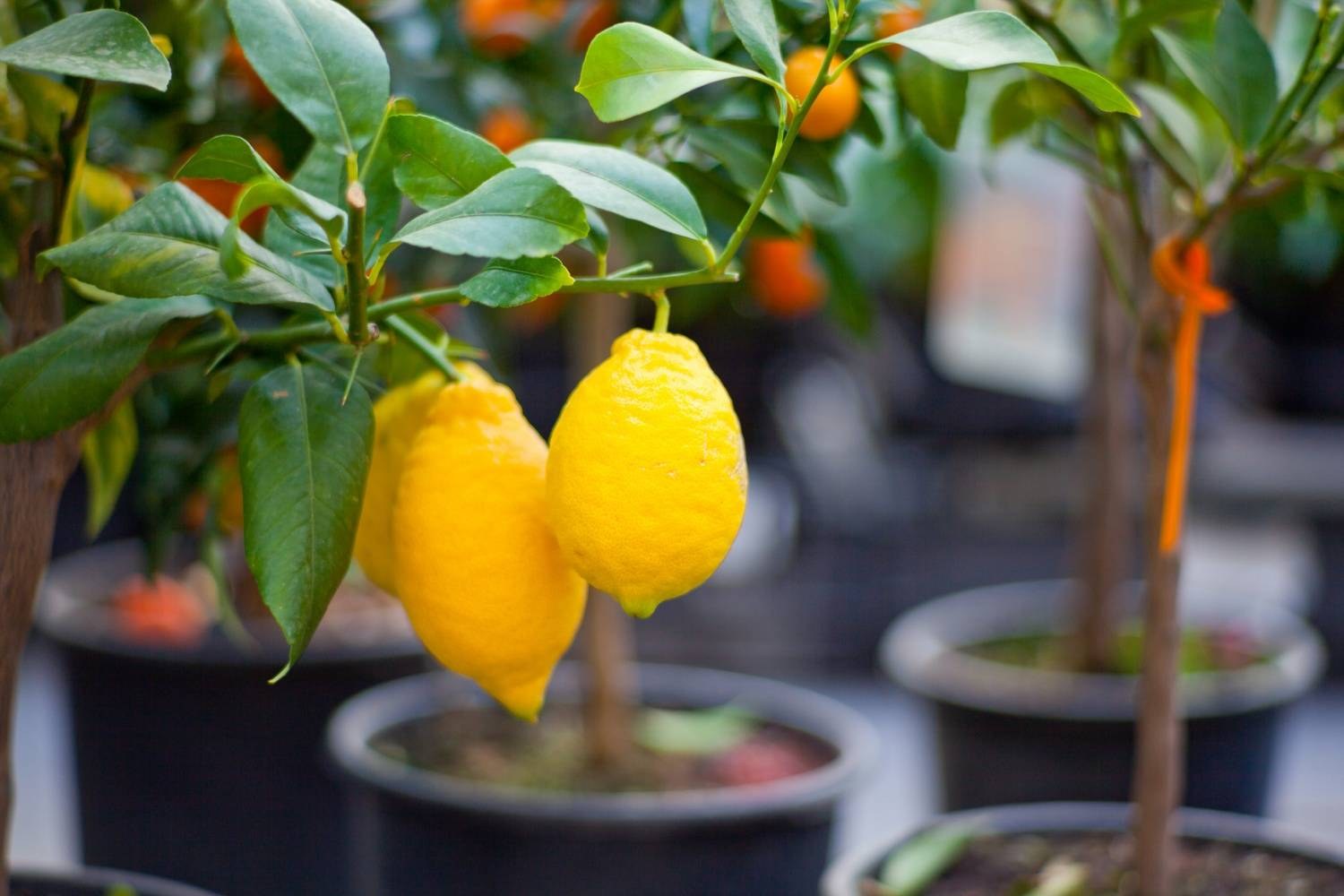 Как ухаживать за лимонами за начинающими