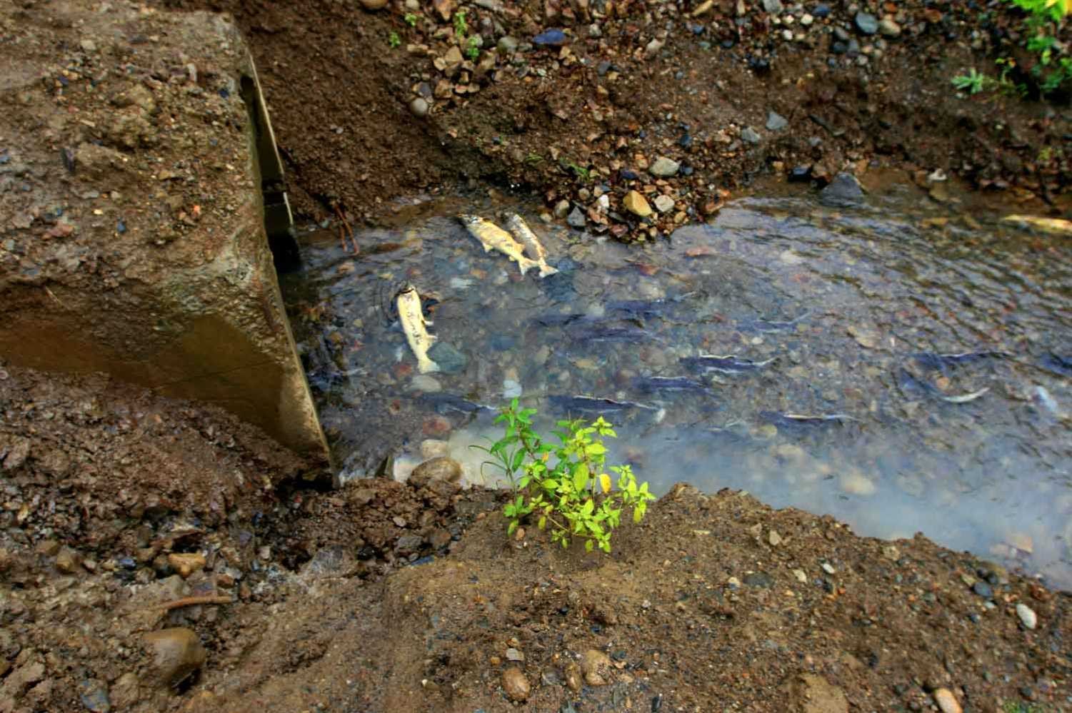 Грунтовые воды картинки