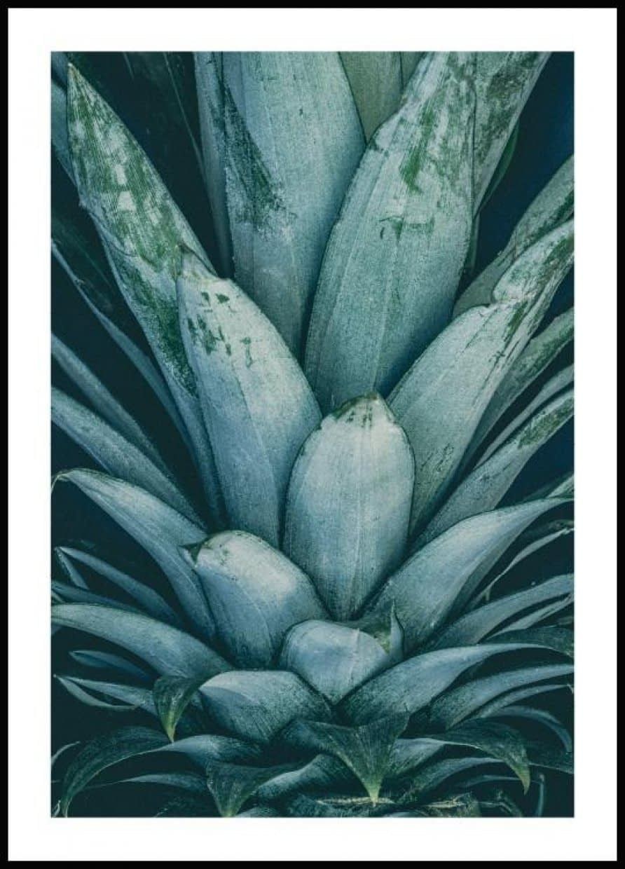 Постер ботаника ананас