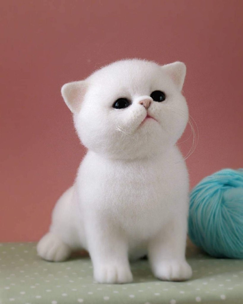 Сухое валяние кот