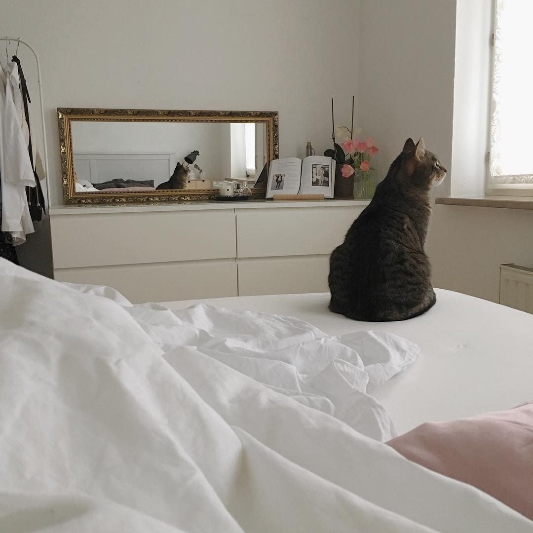 Животные в общежитии. Кошачья спальня. Комната для кошек. Спальня с котиками. Кот в спальне.