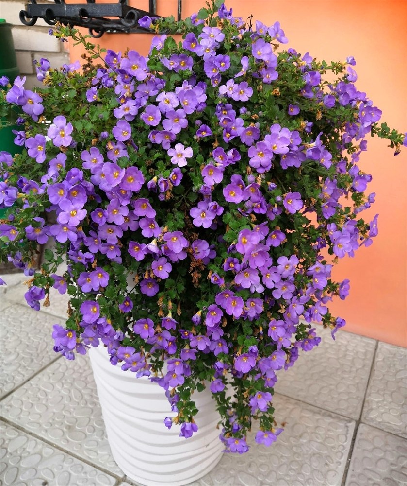 Сутера Бакопа