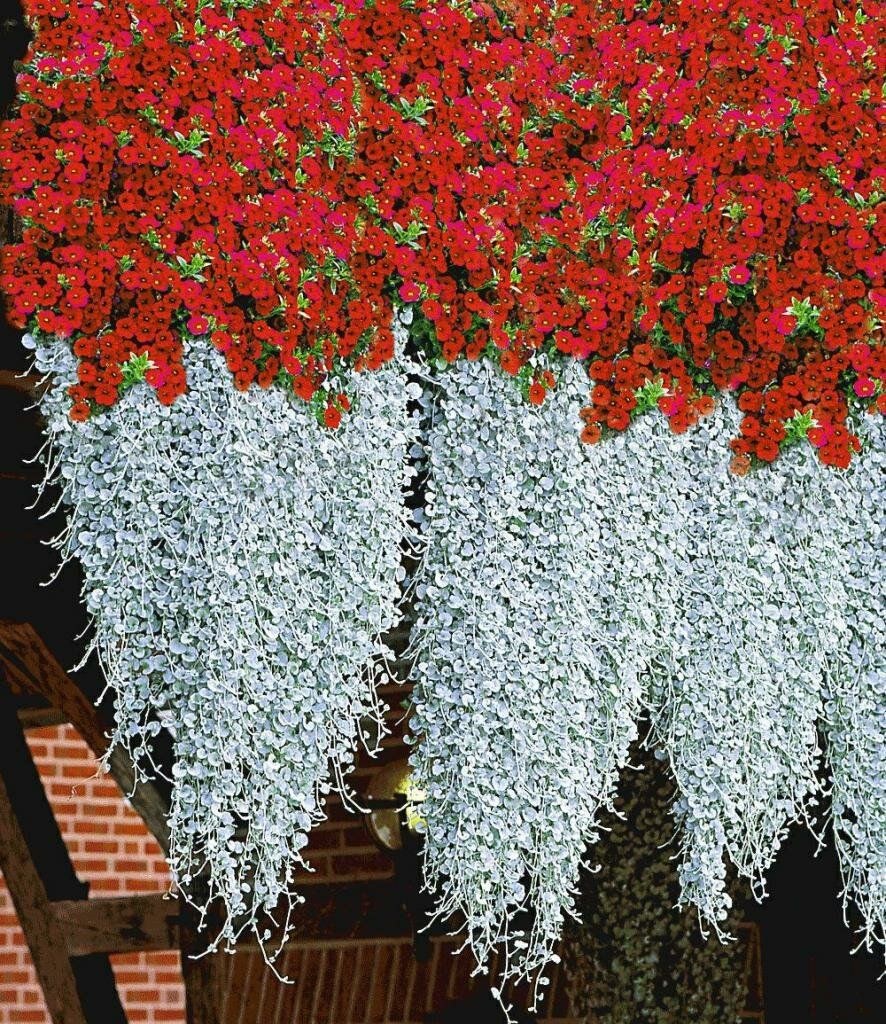 Дихондра ампельная изумрудный водопад