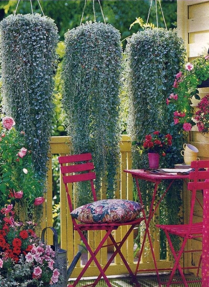 Дихондра серебристый водопад семена