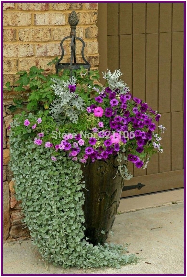 Вербена дихондра калибрахоа