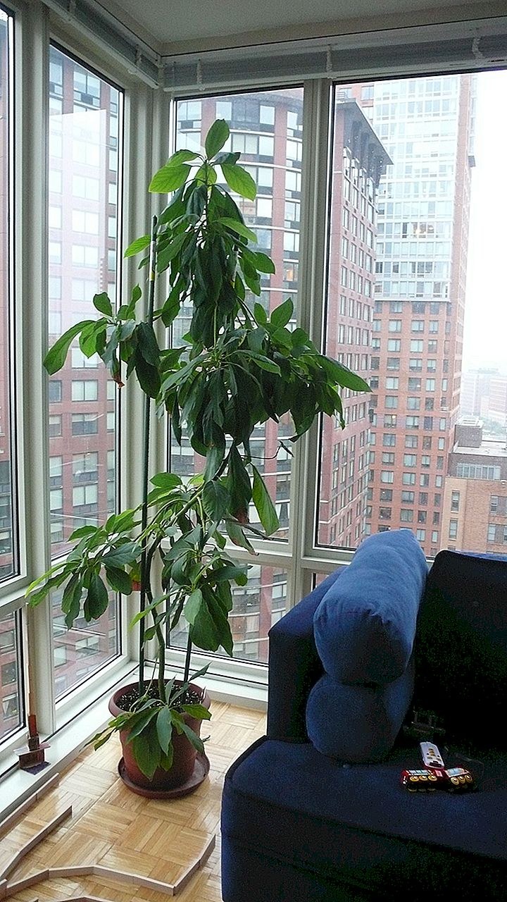 Авокадо растение