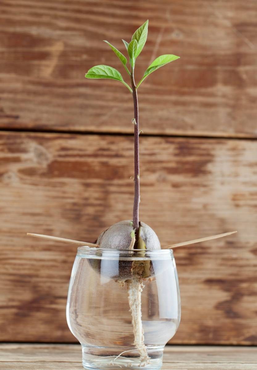 Пророщенный авокадо