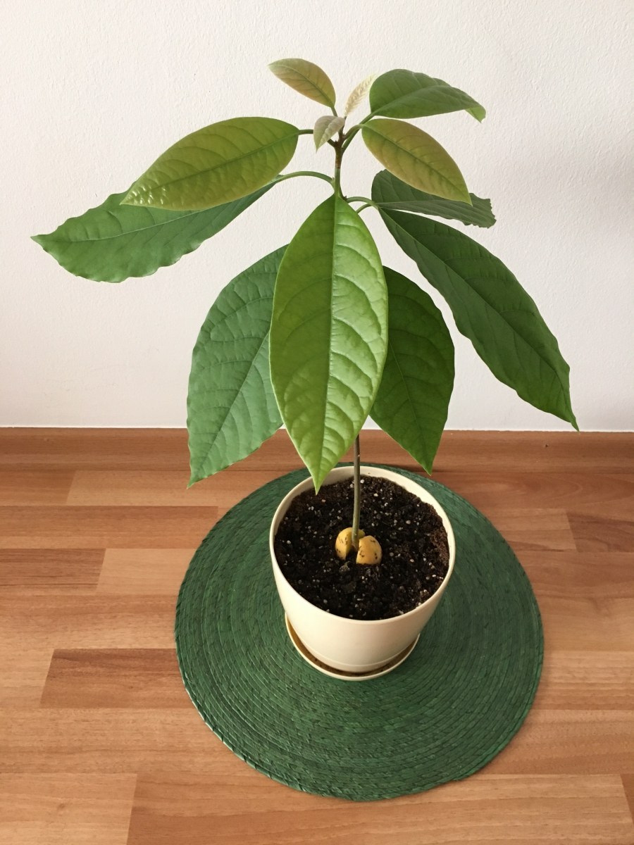 Авокадо в стакане