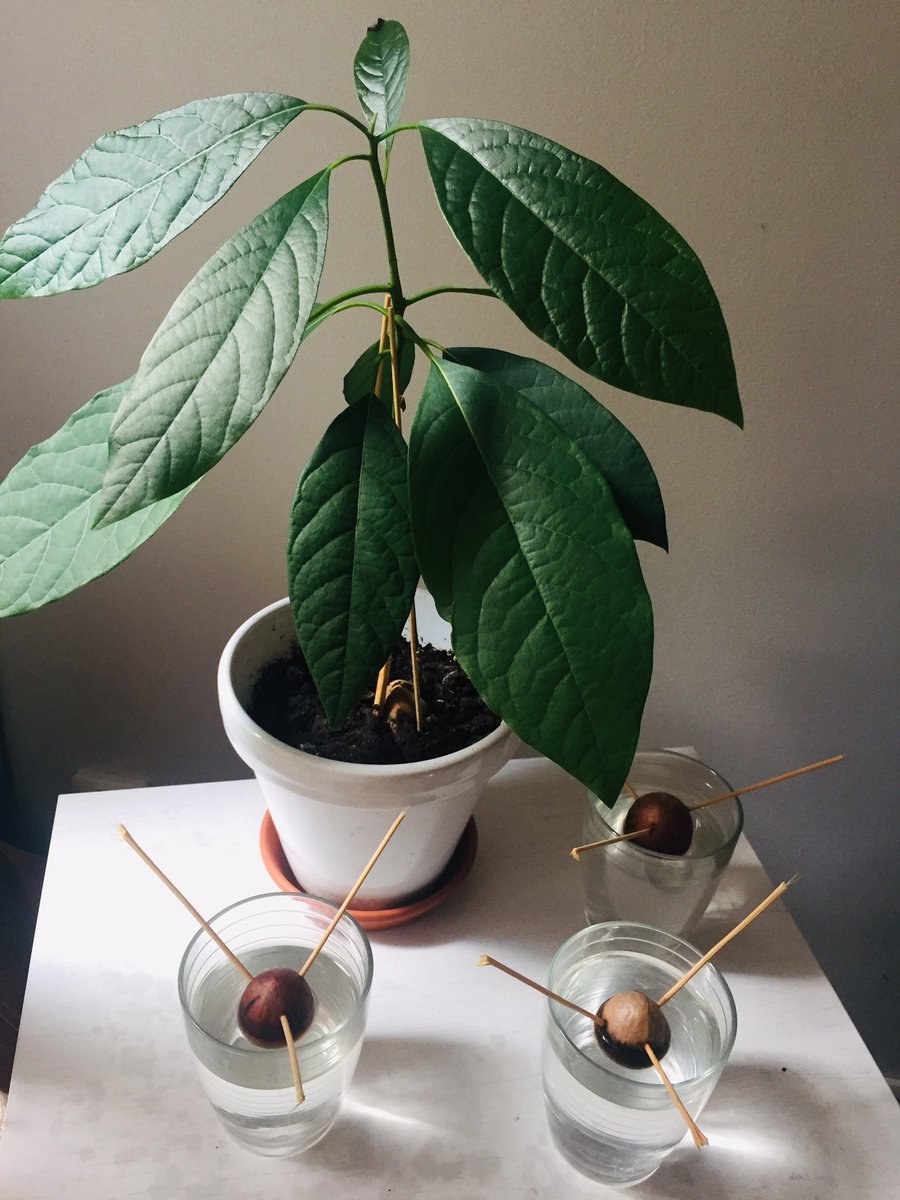 Авокадо дерево прорастить