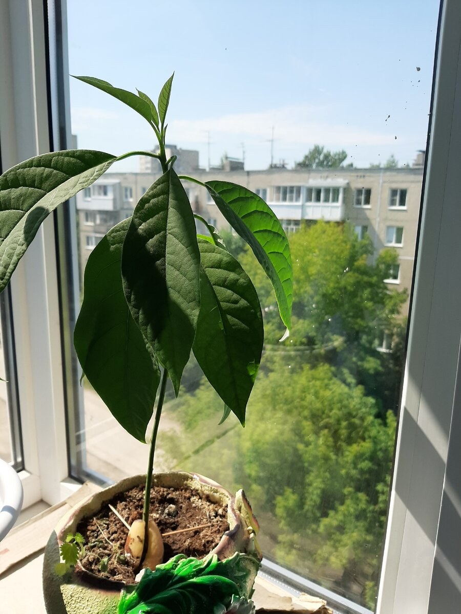 Авокадо растение