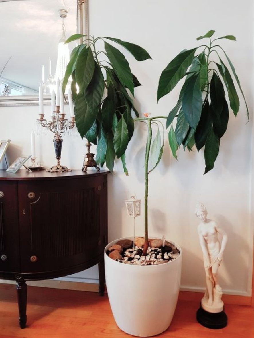 Прорастить косточку авокадо