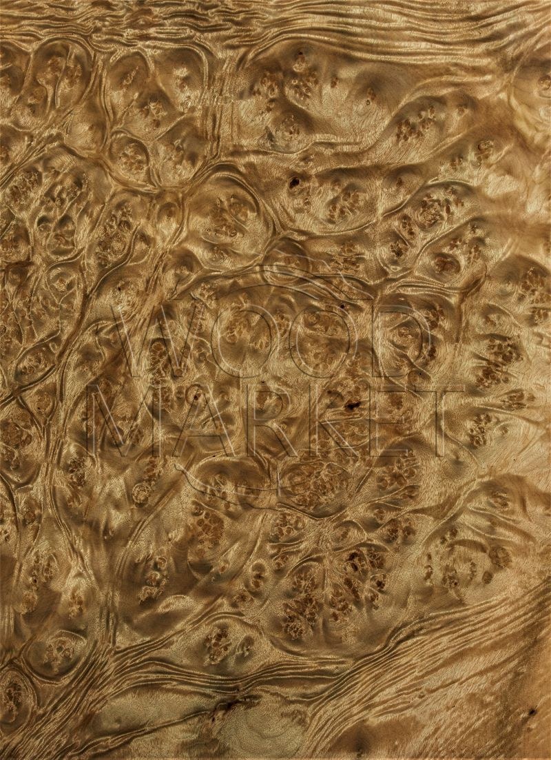 Шпон корень Мадрона