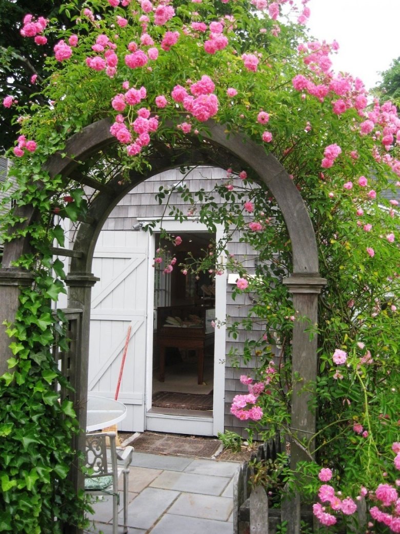 Плетистые розы Берсо