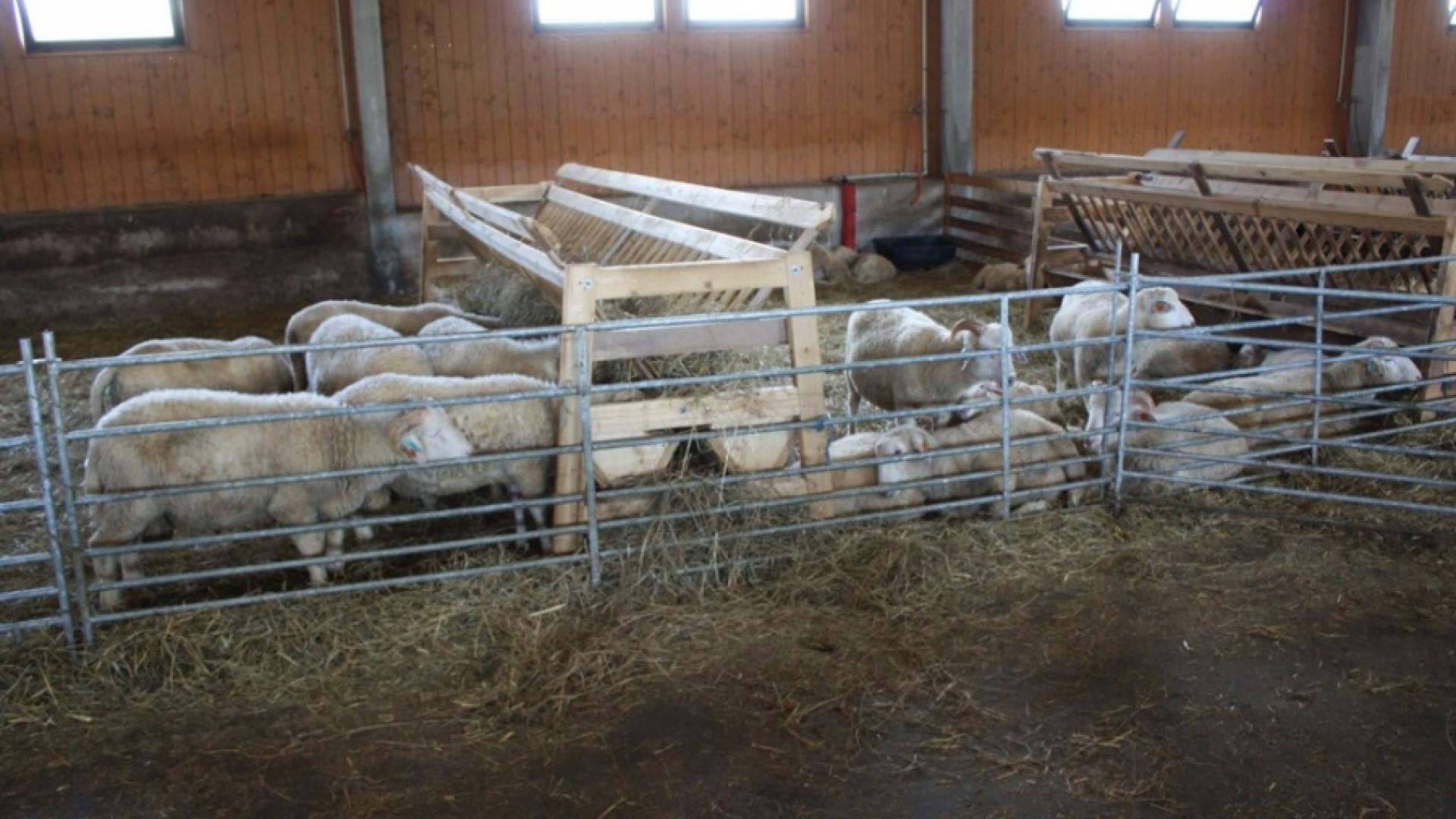 Строительство овчарни своими руками, загон и кошара для овец