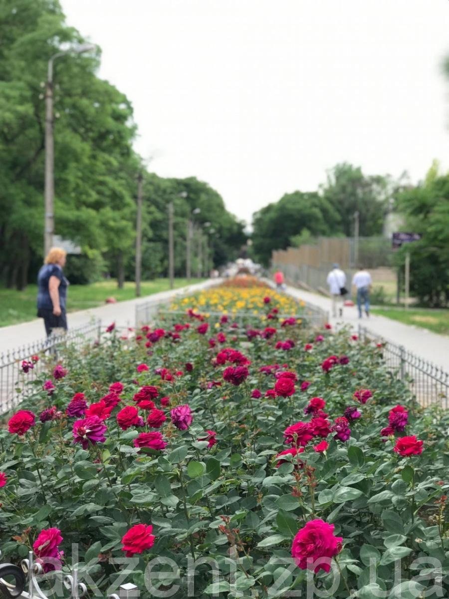 Аллея роз ростов. Парк аллея роз Ростов на Дону. Петергоф аллея роз. Аллея роз Энергодар. Аллея роз Саратов.