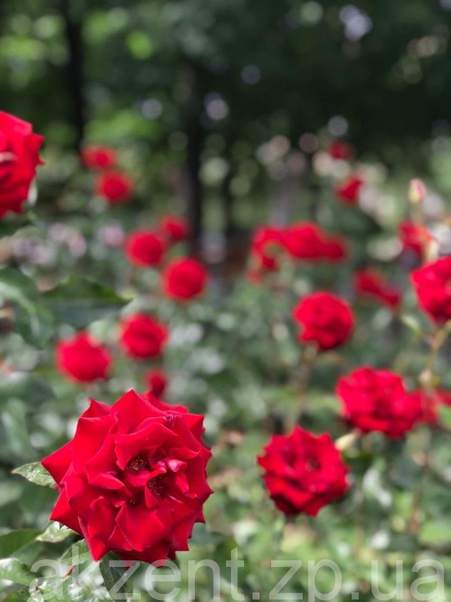 Аллея роз Краков