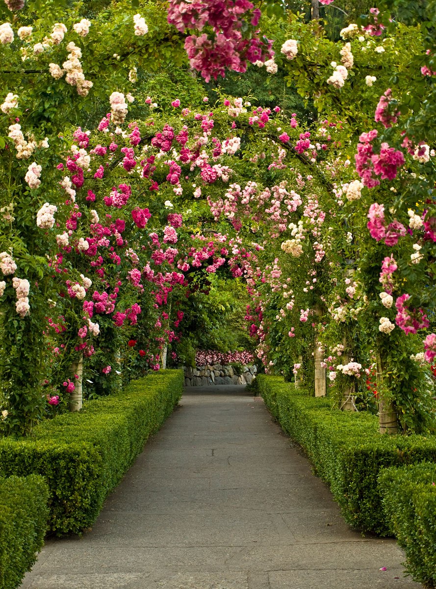 Сад Бутчартов в Канаде розовый сад