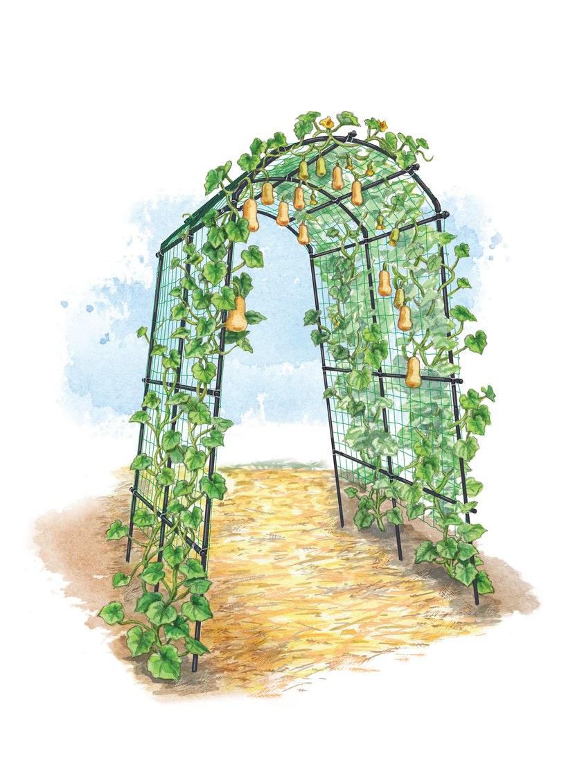 Арка для винограда