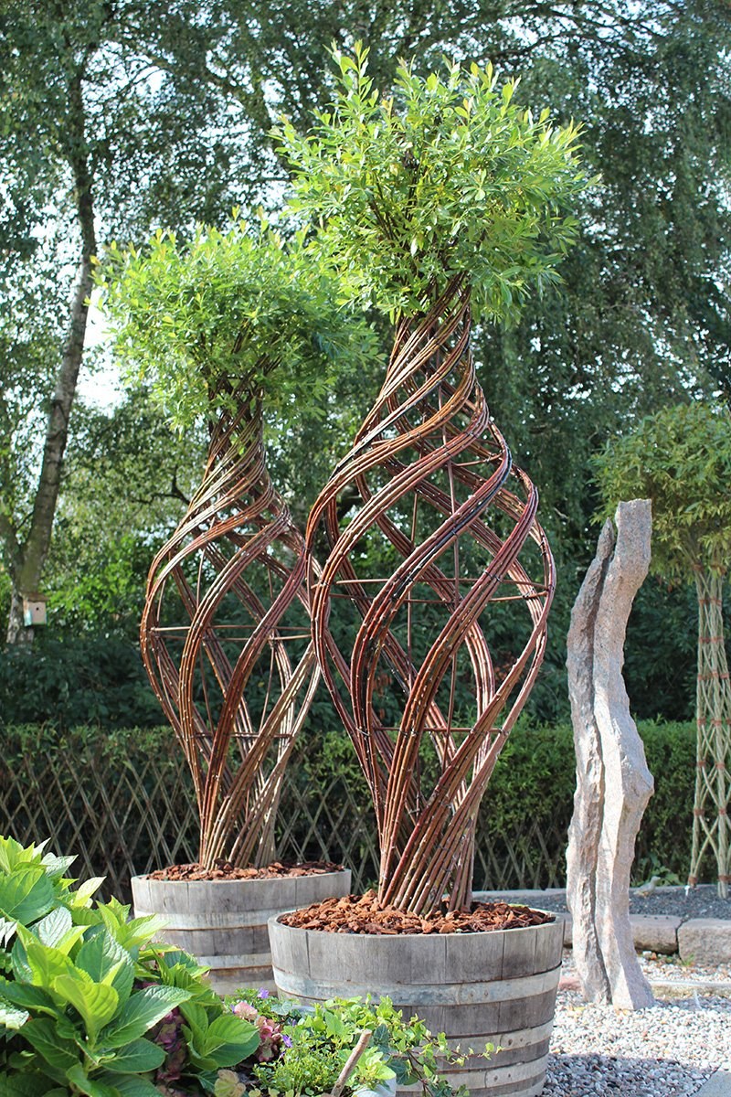 Ива плетеная датские корни (Salix viminalis)