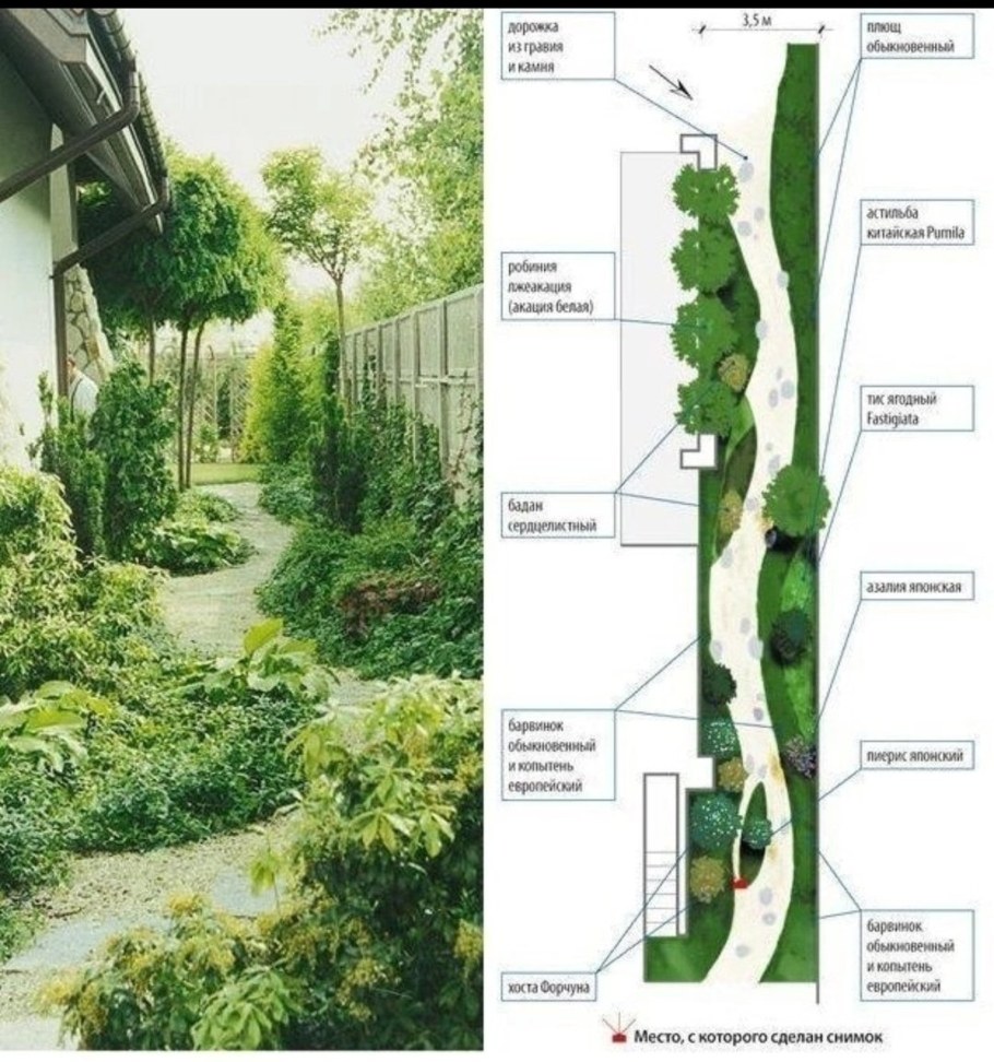 Расположение деревьев на узком участке