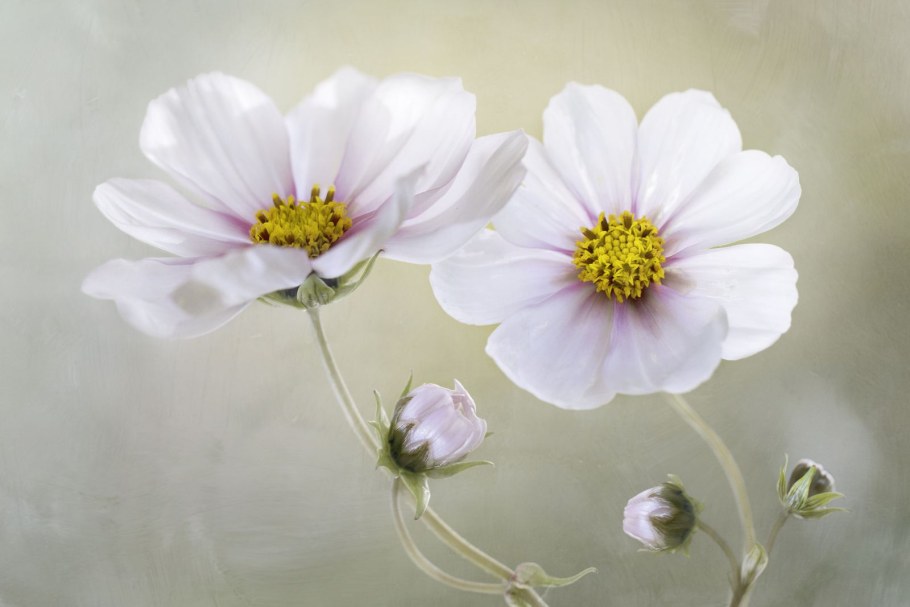 Космея референс