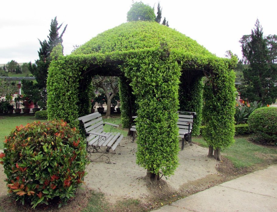 Арка увитая девичьим виноградом