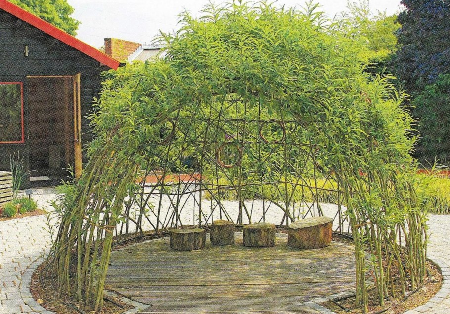 Ива плакучая беседка