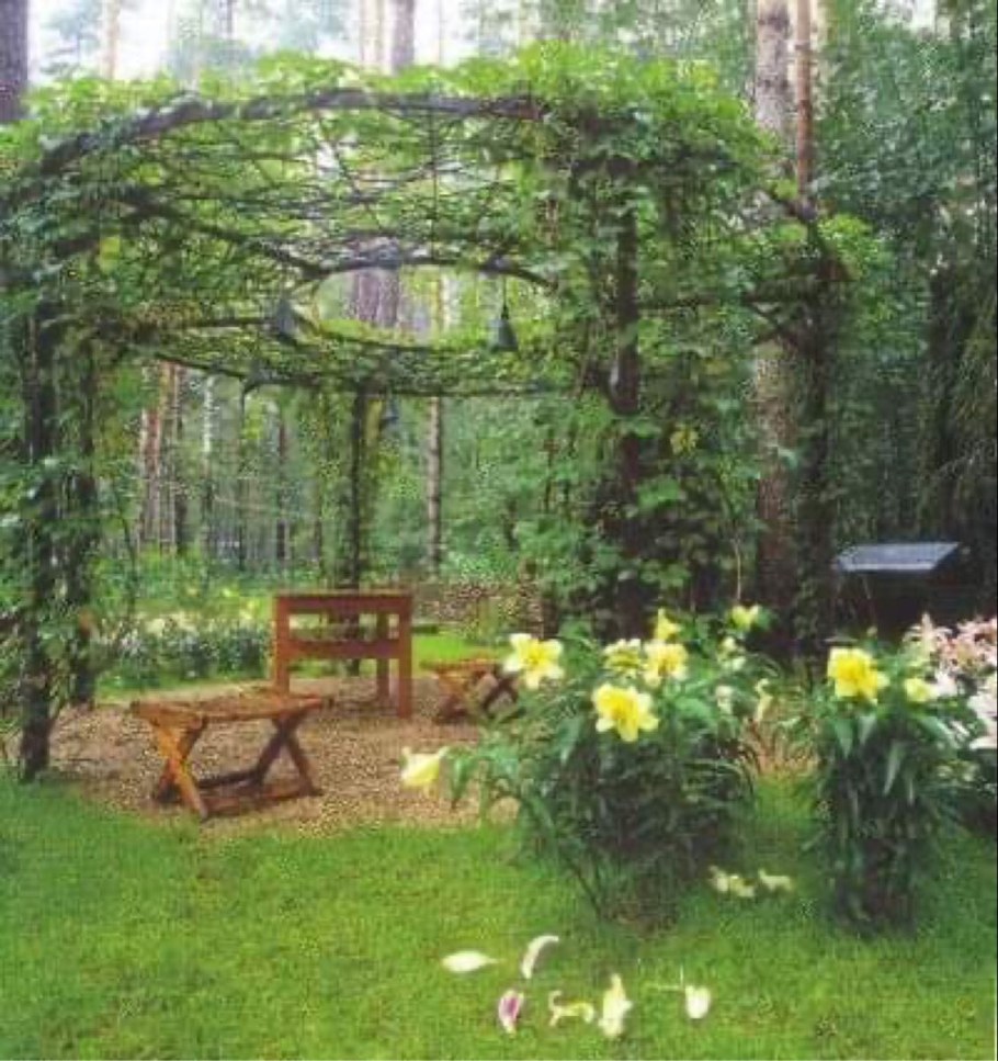 Беседки увитые вьющимися растениями