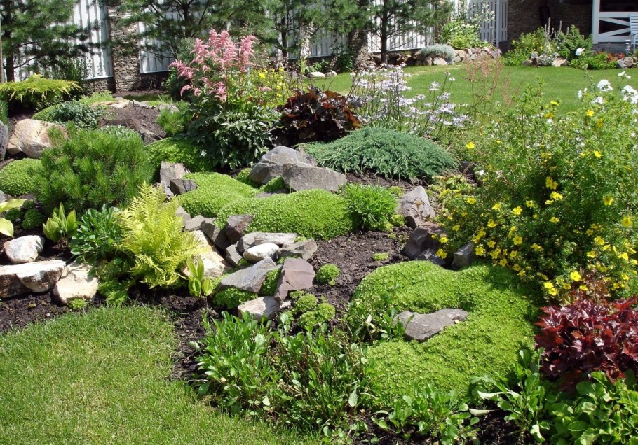 Молодило Каменистый сад