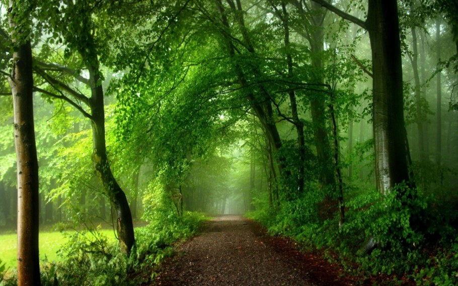 Зеленая дорожка в лесу