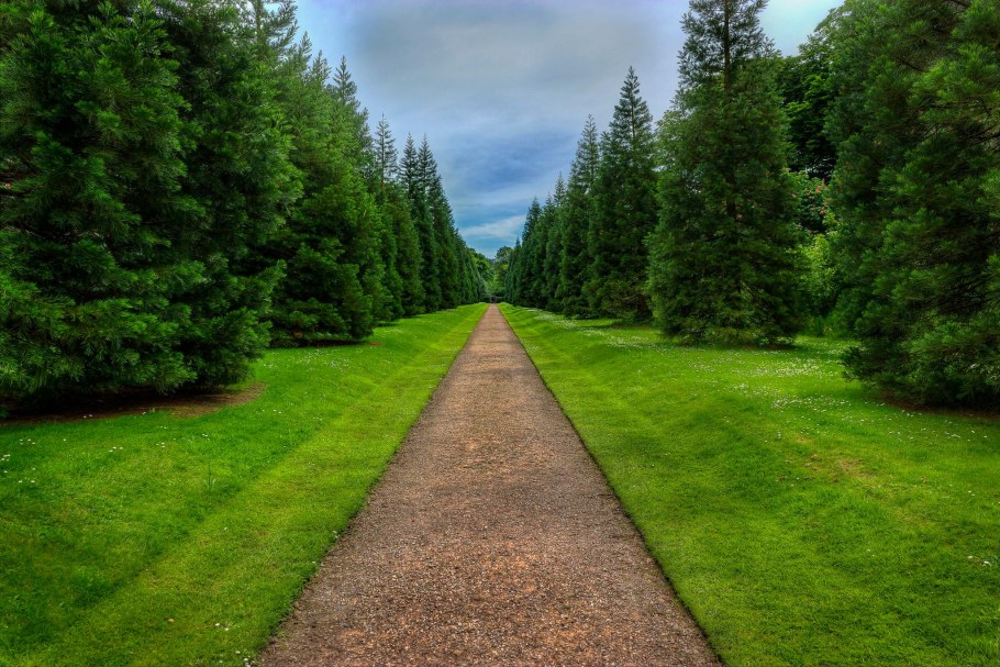 Зеленая дорога
