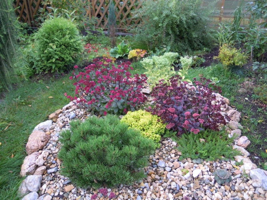 Туя Тедди на альпийской Горке