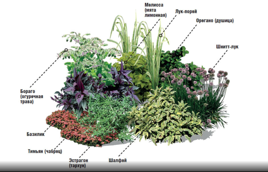 Альпийская горка миксбордер Хоста