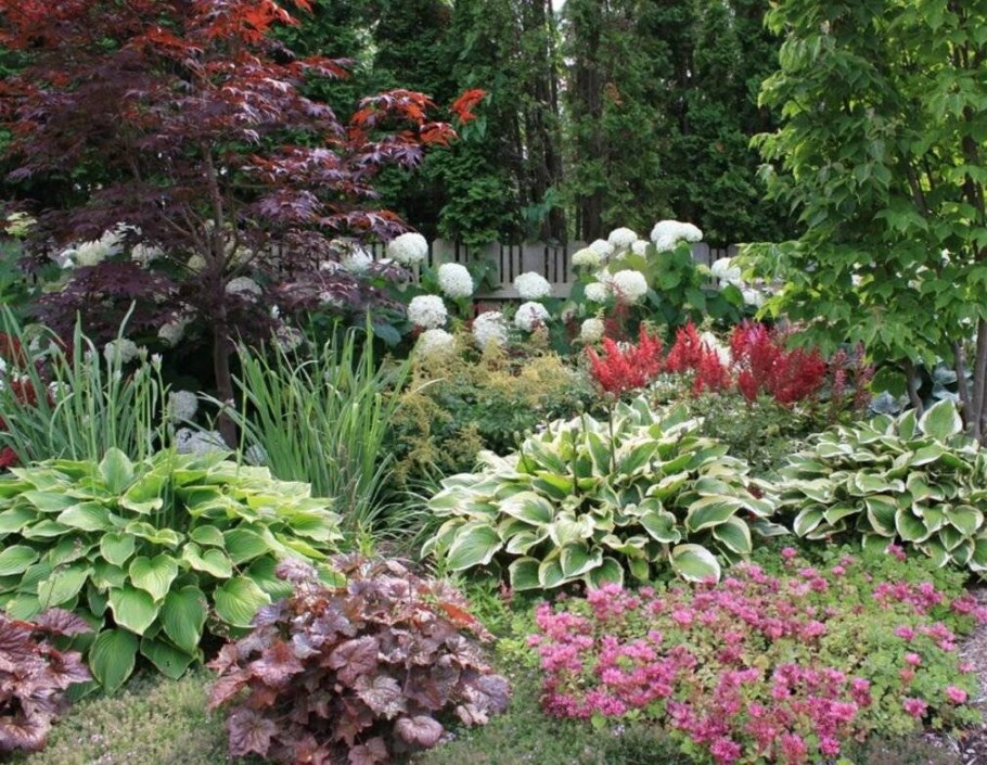 Стефанандра на склоне