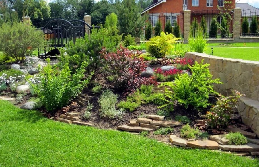 Молодило Каменистый